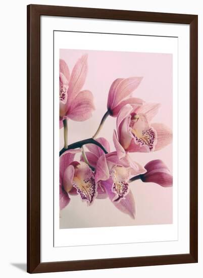 Pink Orchids-Urban Epiphany-Framed Art Print