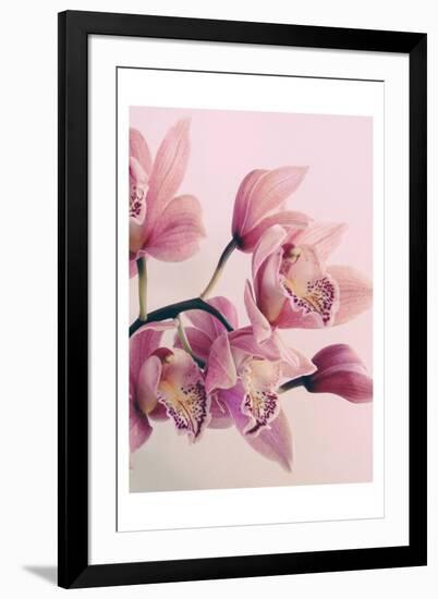 Pink Orchids-Urban Epiphany-Framed Art Print