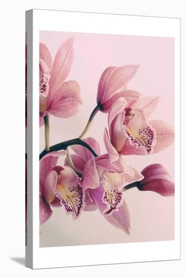 Pink Orchids-Urban Epiphany-Stretched Canvas