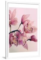 Pink Orchids-Urban Epiphany-Framed Art Print