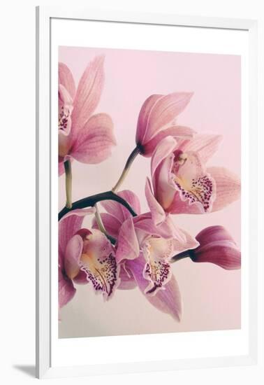 Pink Orchids-Urban Epiphany-Framed Art Print