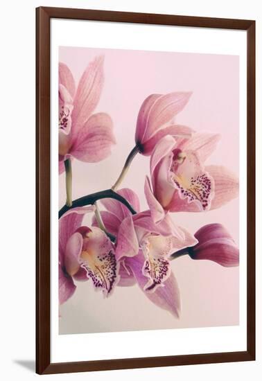 Pink Orchids-Urban Epiphany-Framed Art Print