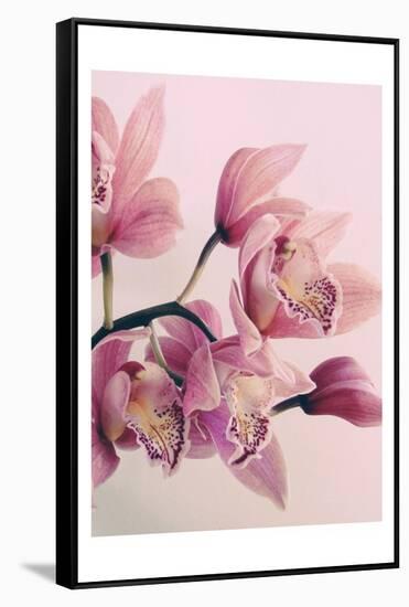 Pink Orchids-Urban Epiphany-Framed Stretched Canvas