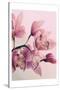 Pink Orchids-Urban Epiphany-Stretched Canvas