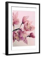 Pink Orchids-Urban Epiphany-Framed Art Print