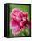 Pink oriental poppy-Clive Nichols-Framed Stretched Canvas