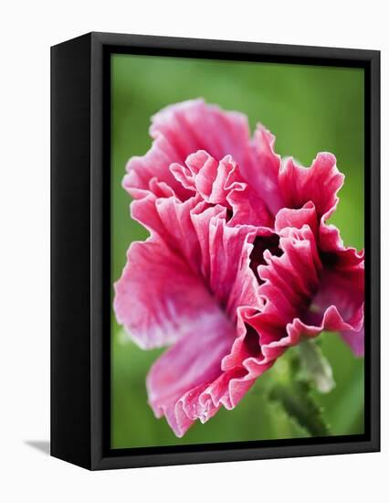 Pink oriental poppy-Clive Nichols-Framed Stretched Canvas