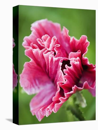 Pink oriental poppy-Clive Nichols-Stretched Canvas