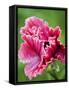 Pink oriental poppy-Clive Nichols-Framed Stretched Canvas