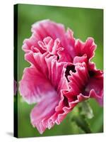 Pink oriental poppy-Clive Nichols-Stretched Canvas