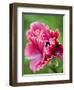 Pink oriental poppy-Clive Nichols-Framed Photographic Print