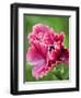 Pink oriental poppy-Clive Nichols-Framed Photographic Print