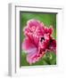 Pink oriental poppy-Clive Nichols-Framed Photographic Print