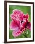 Pink oriental poppy-Clive Nichols-Framed Photographic Print