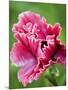 Pink oriental poppy-Clive Nichols-Mounted Photographic Print