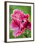 Pink oriental poppy-Clive Nichols-Framed Photographic Print