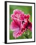 Pink oriental poppy-Clive Nichols-Framed Photographic Print