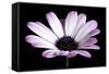 Pink Osteospurmum Black 04-Tom Quartermaine-Framed Stretched Canvas