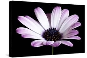Pink Osteospurmum Black 04-Tom Quartermaine-Stretched Canvas