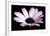 Pink Osteospurmum Black 04-Tom Quartermaine-Framed Giclee Print