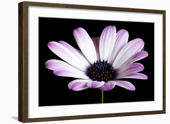 Pink Osteospurmum Black 04-Tom Quartermaine-Framed Giclee Print