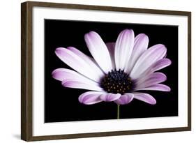 Pink Osteospurmum Black 04-Tom Quartermaine-Framed Giclee Print