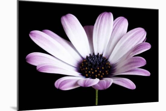 Pink Osteospurmum Black 04-Tom Quartermaine-Mounted Giclee Print