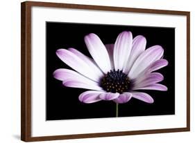 Pink Osteospurmum Black 04-Tom Quartermaine-Framed Giclee Print