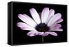 Pink Osteospurmum Black 04-Tom Quartermaine-Framed Stretched Canvas