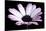 Pink Osteospurmum Black 04-Tom Quartermaine-Stretched Canvas