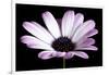 Pink Osteospurmum Black 04-Tom Quartermaine-Framed Giclee Print