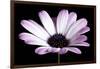 Pink Osteospurmum Black 04-Tom Quartermaine-Framed Giclee Print