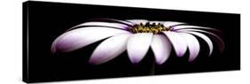 Pink Osteospurmum on Black Panoramic-Tom Quartermaine-Stretched Canvas