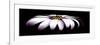 Pink Osteospurmum on Black Panoramic-Tom Quartermaine-Framed Giclee Print