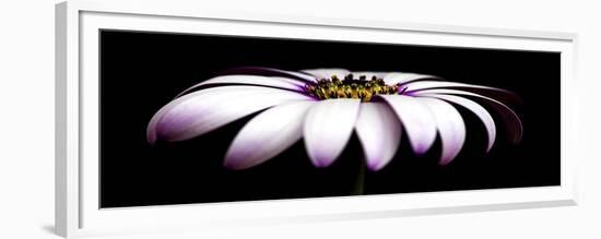 Pink Osteospurmum on Black Panoramic-Tom Quartermaine-Framed Giclee Print