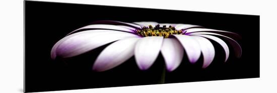 Pink Osteospurmum on Black Panoramic-Tom Quartermaine-Mounted Giclee Print