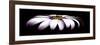 Pink Osteospurmum on Black Panoramic-Tom Quartermaine-Framed Giclee Print