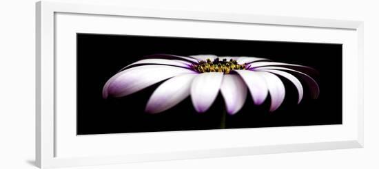 Pink Osteospurmum on Black Panoramic-Tom Quartermaine-Framed Giclee Print