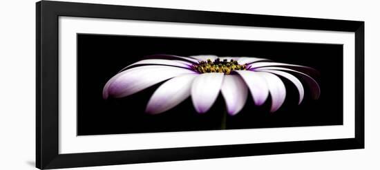 Pink Osteospurmum on Black Panoramic-Tom Quartermaine-Framed Giclee Print