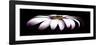 Pink Osteospurmum on Black Panoramic-Tom Quartermaine-Framed Giclee Print