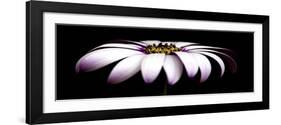 Pink Osteospurmum on Black Panoramic-Tom Quartermaine-Framed Giclee Print