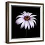 Pink Osteospurmum-Tom Quartermaine-Framed Giclee Print