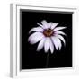 Pink Osteospurmum-Tom Quartermaine-Framed Giclee Print