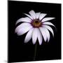 Pink Osteospurmum-Tom Quartermaine-Mounted Giclee Print