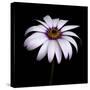 Pink Osteospurmum-Tom Quartermaine-Stretched Canvas