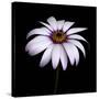 Pink Osteospurmum-Tom Quartermaine-Stretched Canvas