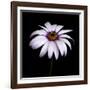 Pink Osteospurmum-Tom Quartermaine-Framed Giclee Print