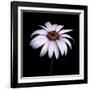 Pink Osteospurmum-Tom Quartermaine-Framed Giclee Print