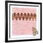 Pink Pacha in Line-Belen Mena-Framed Giclee Print