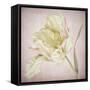 Pink Parrot Tulip Painting I-Cora Niele-Framed Stretched Canvas